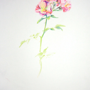 The Rose