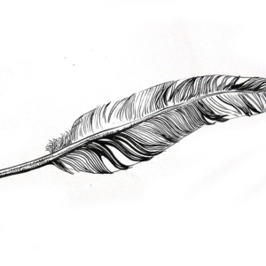 bird feather