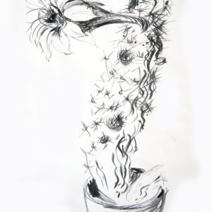 cactus flowers