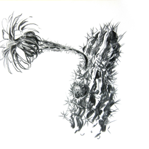 cactus flowers