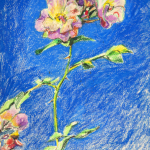 The Rose