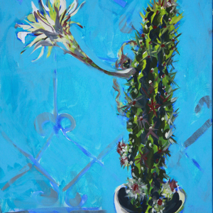 cactus flowers