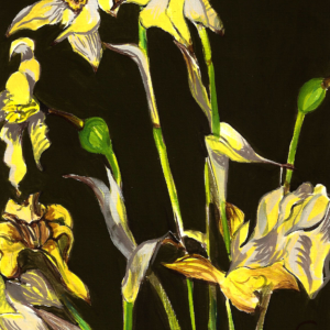 Narcissus1