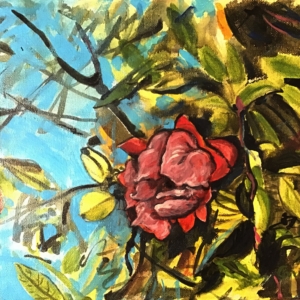 pomegranate flowers