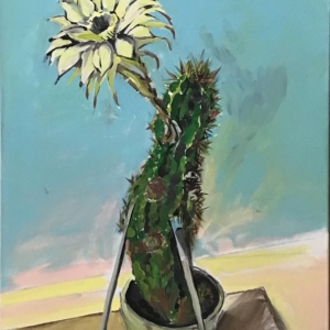 cactus flowers