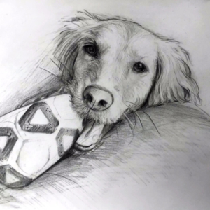 customer&amp;#039;s dog portraite